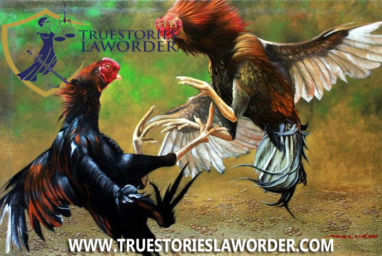 Era Digital Sabung Ayam