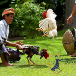 Remaja di Mataram Curi Ayam untuk Sabu dan Judi Slot Remaja di Mataram Curi Ayam
