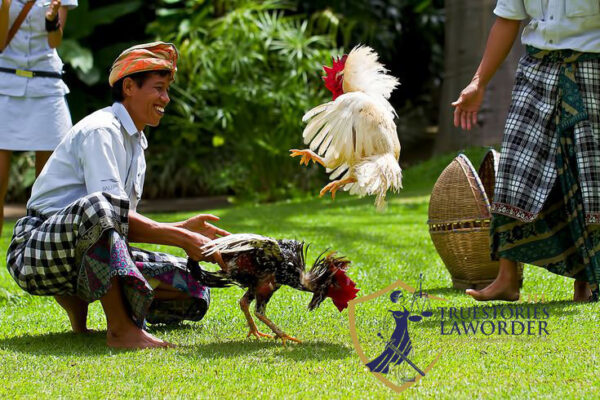Remaja di Mataram Curi Ayam untuk Sabu dan Judi Slot Remaja di Mataram Curi Ayam