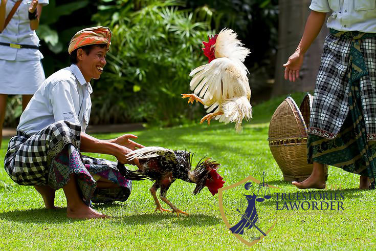 Remaja di Mataram Curi Ayam